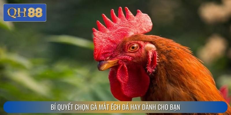 Bí quyết chọn gà mắt ếch đá hay dành cho bạn