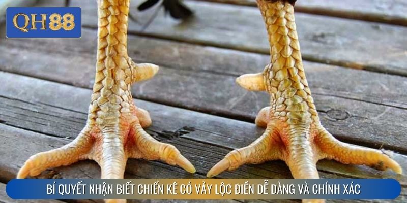 Bí quyết nhận biết chiến kê có vảy lộc điền dễ dàng và chính xác