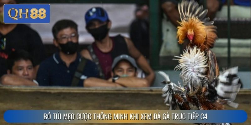Bỏ túi mẹo cược thông minh khi xem đá gà trực tiếp C4