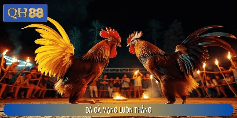 Mẹo Đá Gà Mạng Luôn Thắng Tại QH88 Dễ Áp Dụng