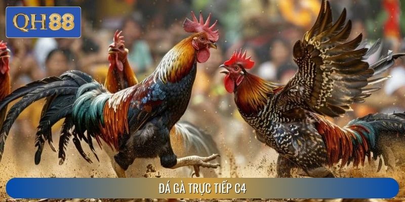 Đá Gà Trực Tiếp C4 Tại QH88 – Giao Diện Mượt, Cược Nhanh