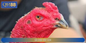 Chiến Kê Gà Chọi Mắt Ếch - Lựa Chọn Hàng Đầu Tại QH88