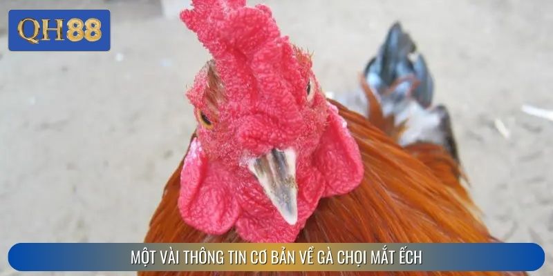 Một vài thông tin cơ bản về gà chọi mắt ếch