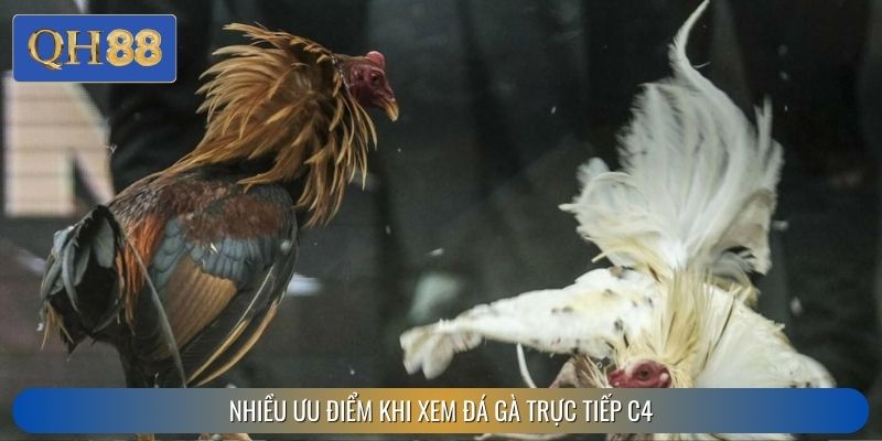 Nhiều ưu điểm khi xem đá gà trực tiếp C4