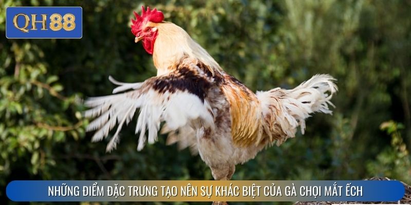 Những điểm đặc trưng tạo nên sự khác biệt của gà chọi mắt ếch