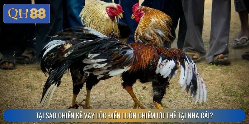 Tại sao chiến kê vảy lộc điền luôn chiếm ưu thế tại nhà cái?