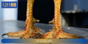 Vảy Gà Lộc Điền - Cách Nhận Diện Chiến Kê Quý Hiếm Tại QH88