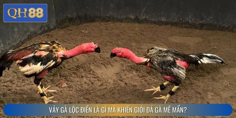 Vảy gà lộc điền là gì mà khiến giới đá gà mê mẩn?
