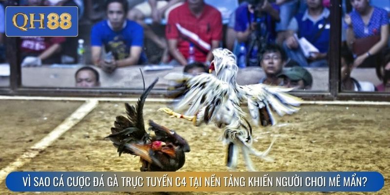 Vì sao cá cược đá gà trực tuyến C4 tại nền tảng khiến người chơi mê mẩn?